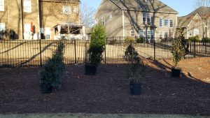 Row of potted evergreen trees placed in mulch near a black iron fence, with suburban homes and backyard patios in the background.