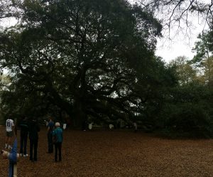 People stand beneath a massive live oak tree with sprawling branches, surrounded by a leaf-covered ground in a natural park.