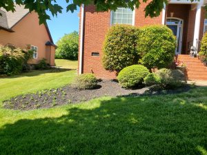 Front yard landscaping with neatly trimmed round shrubs, black mulch bed, and newly planted greenery enhancing a red brick home’s curb appeal.
