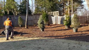 Backyard landscaping in progress with evergreen trees in pots arranged for planting along a wooden fence to create privacy and natural beauty.