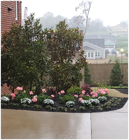 solomons shrub trimming roebuck sc - Solomon's Landscape & Design solomons shrub trimming roebuck sc - Solomon's Landscape & Design