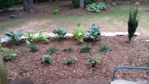 Freshly mulched garden bed with hostas, grasses, and young shrubs bordered by stone edging and surrounded by a patchy lawn.