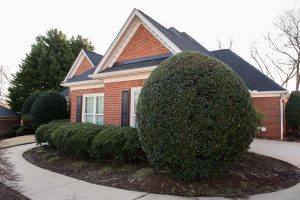 Front yard landscape with sculpted boxwoods, curved concrete walkway, and red brick house with black shutters and white trim.