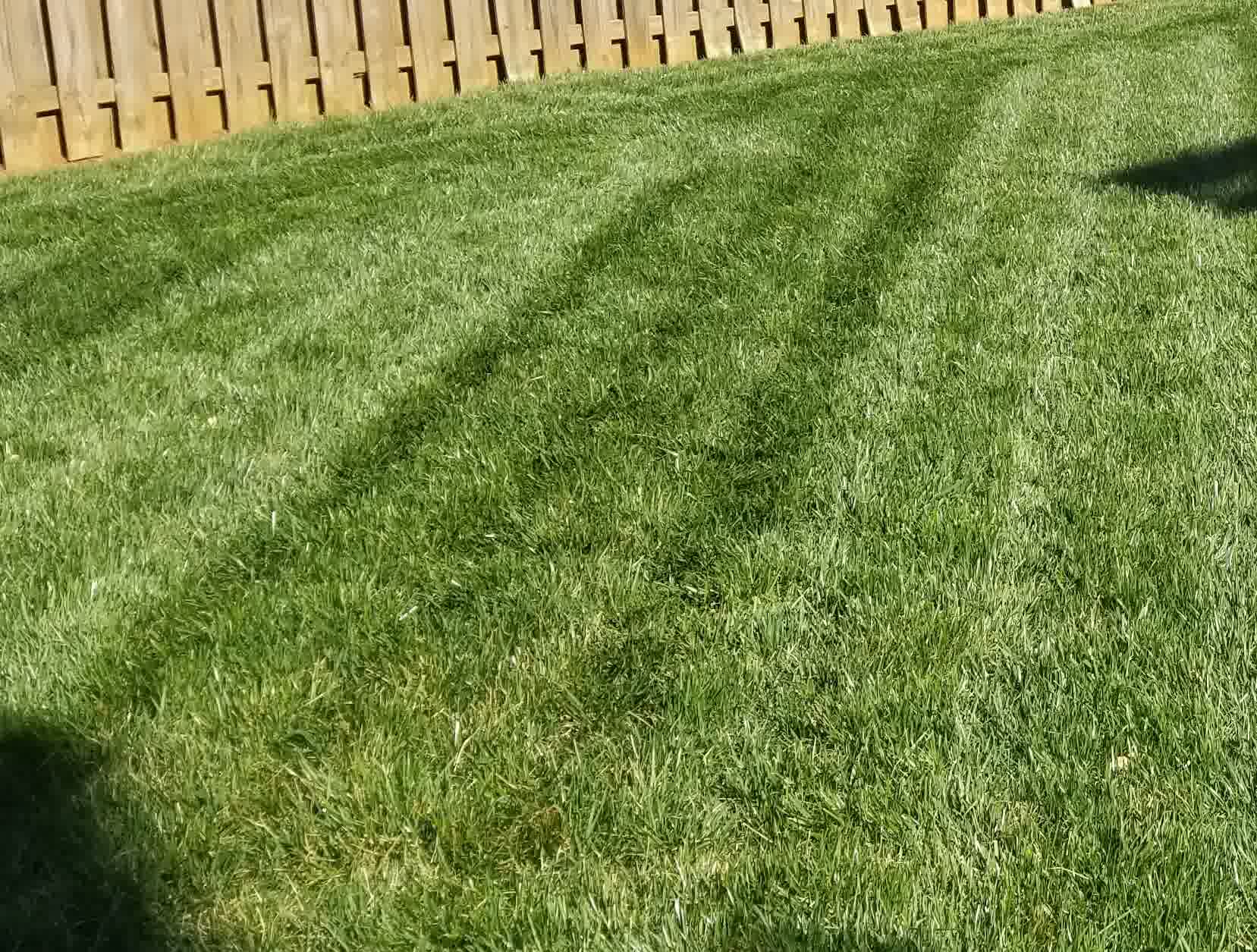 solomons sod installation woodruff sc - Solomon's Landscape & Design Close-up of lush green sod freshly installed along a wooden privacy fence with visible mow lines showing early turf establishment.