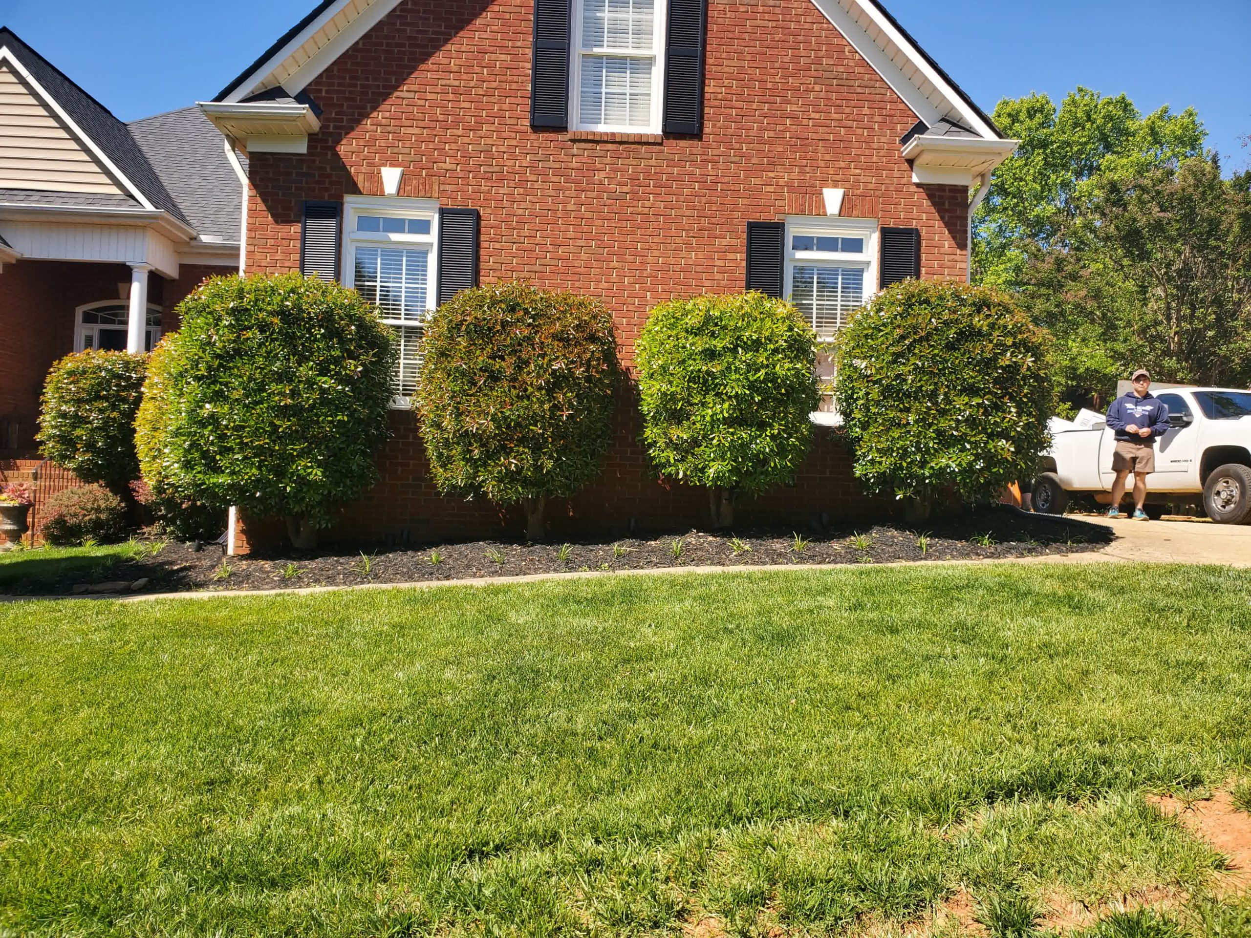 Front yard after bush trimming and mulch cleanup, showcasing neatly shaped hedges against a red brick house.

