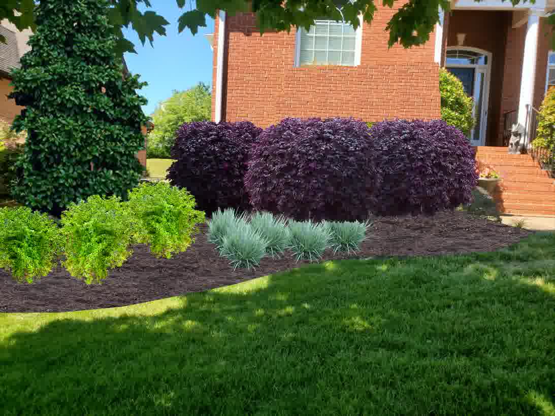 solomons yard drainage reidville sc 1 - Solomon's Landscape & Design Side yard with layered landscaping of loropetalum shrubs, lime green bushes, and spiky blue ornamental grass.